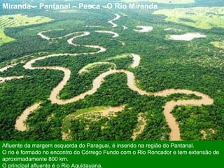Miranda – Pantanal – Pesca - O Rio Miranda Afluente da margem esquerda do Paraguai, é inserido na região do Pantanal.  O rio é formado no encontro do Córrego Fundo com o Rio Roncador e tem extensão de aproximadamente 800 km.  O principal afluente é o Rio Aquidauana.  