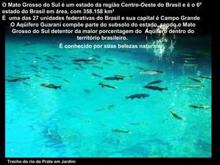 Trecho do rio da Prata em Jardim
O Mato Grosso do Sul é um estado da região Centro-Oeste do Brasil e é o 6º
estado do Brasil em área, com 358.158 km²
É uma das 27 unidades federativas do Brasil e sua capital é Campo Grande
O Aqüífero Guarani compõe parte do subsolo do estado, sendo o Mato
Grosso do Sul detentor da maior porcentagem do Aqüífero dentro do
território brasileiro.
É conhecido por suas belezas naturais.
 