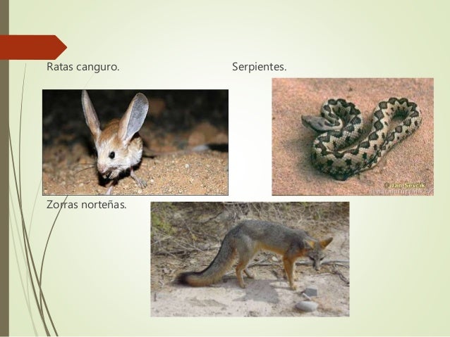 Matorral