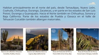 Habitan principalmente en el norte del país, desde Tamaulipas, Nuevo León,
Coahuila, Chihuahua, Durango, Zacatecas, y en parte en los estados de San Luis
Potosí, Durango y Guanajuato. Hacia el Norte también en Chihuahua, Sonora y
Baja California. Parte de los estados de Puebla y Oaxaca en el Valle de
Tehuacán Cuicatlán también albergan matorrales.
 