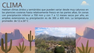 CLIMA
Habitan climas áridos y semiáridos que pueden variar desde muy caluroso en
las planicies costeras hasta relativamente fresco en las partes altas. En zonas
con precipitación inferior a 700 mm y con 7 a 12 meses secos por año, en
amplias extensiones su precipitación es de 300 a 400 mm. La temperatura
promedio de 12 a 26° C
 