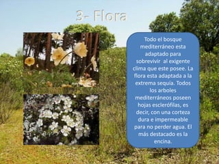3- Flora
Todo el bosque
mediterráneo esta
adaptado para
sobrevivir al exigente
clima que este posee. La
flora esta adaptada a la
extrema sequía. Todos
los arboles
mediterráneos poseen
hojas esclerófilas, es
decir, con una corteza
dura e impermeable
para no perder agua. El
más destacado es la
encina.
 