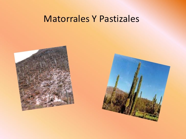 Resultado de imagen para imagenes de matorrales y pastizales en mexico