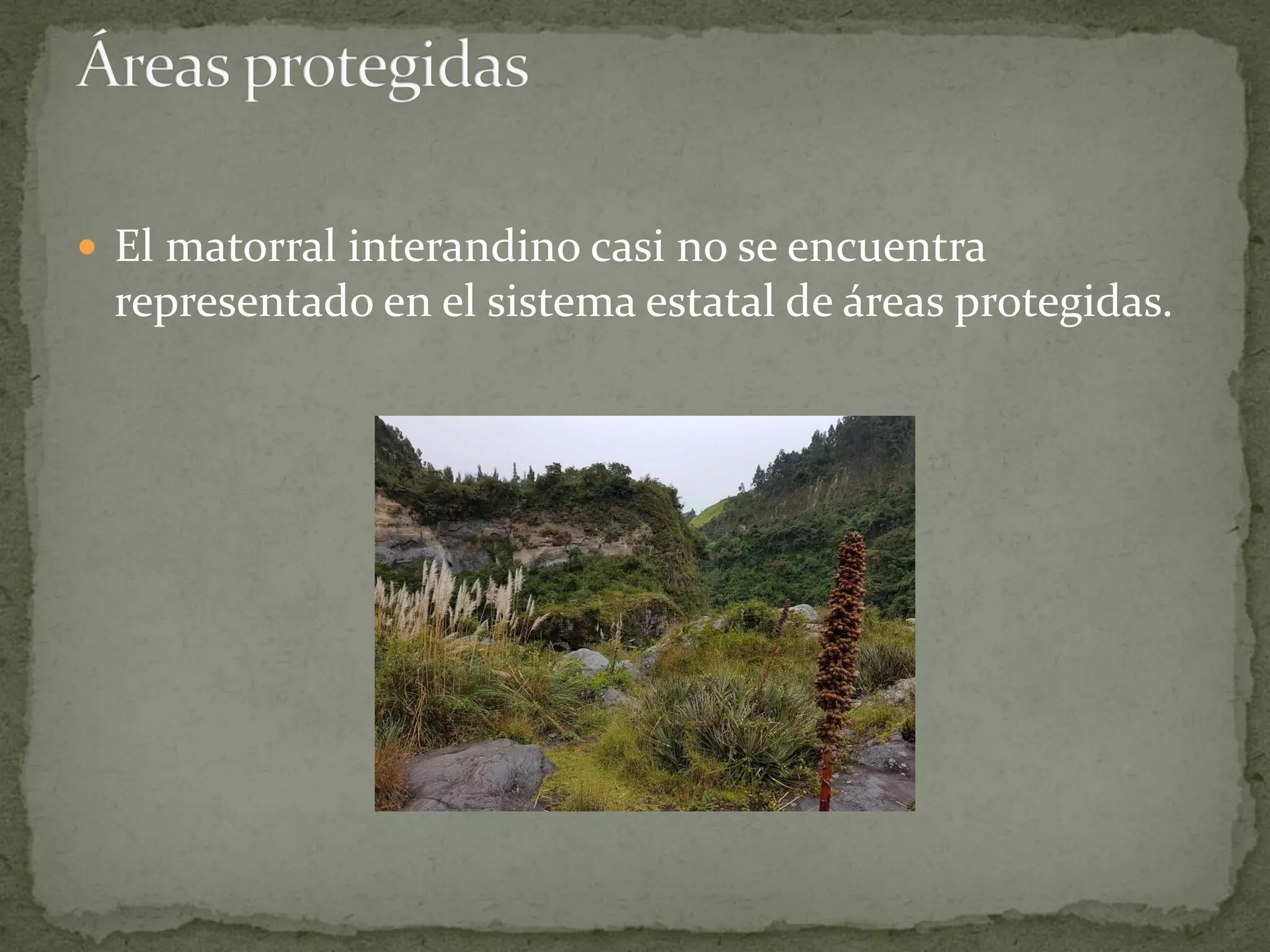  El matorral interandino casi no se encuentra
representado en el sistema estatal de áreas protegidas.