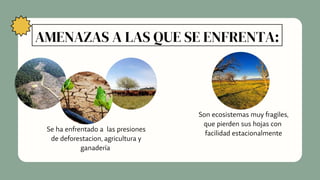 AMENAZAS A LAS QUE SE ENFRENTA:
Se ha enfrentado a las presiones

de deforestacion, agricultura y

ganadería
Son ecosistemas muy fragiles,

que pierden sus hojas con 

facilidad estacionalmente
 
