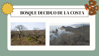 BOSQUE DECIDUO DE LA COSTA
 