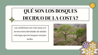 QUÉ SON LOS BOSQUES
DECIDUO DE LA COSTA?


Las condiciones son más secas y el
terreno tiene densidades de árboles
más bajas que los bosques siempre-
verdes.
 