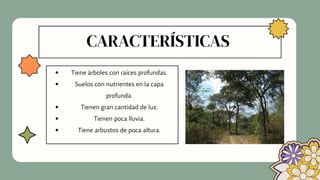 Tiene árboles con raíces profundas.
Suelos con nutrientes en la capa
profunda.
Tienen gran cantidad de luz.
Tienen poca lluvia.
Tiene arbustos de poca altura.


CARACTERÍSTICAS
 