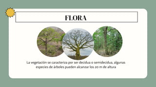 FLORA
La vegetación se caracteriza por ser decidua o semidecidua, algunas
especies de árboles pueden alcanzar los 20 m de altura
 