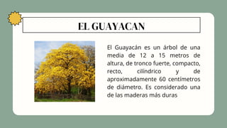 EL GUAYACAN
El Guayacán es un árbol de una
media de 12 a 15 metros de
altura, de tronco fuerte, compacto,
recto, cilíndrico y de
aproximadamente 60 centímetros
de diámetro. Es considerado una
de las maderas más duras
 