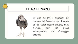EL GALLINAZO
Es una de las 5 especies de
buitres del Ecuador, su plumaje
es de color negro entero, más
oscuro que las otras
subespecies de Coragyps
atratus
 
