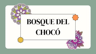 BOSQUE DEL
CHOCÓ
 