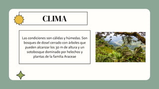 CLIMA
Las condiciones son cálidas y húmedas. Son
bosques de dosel cerrado con árboles que
pueden alcanzar los 30 m de altura y un
sotobosque dominado por helechos y
plantas de la familia Araceae
 