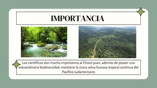 IMPORTANCIA
Los científicos dan mucha importancia al Chocó pues, además de poseer una
extraordinaria biodiversidad, mantiene la única selva lluviosa tropical continua del
Pacífico sudamericano
 