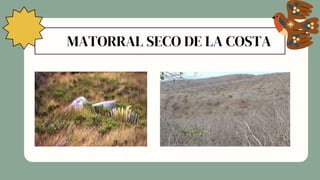 MATORRAL SECO DE LA COSTA
 