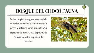 BOSQUE DEL CHOCÓ FAUNA
Se han registrado gran variedad de
especies entre las que se destacan
peces y anfibios raros, más de 600
especies de aves, cinco especies de
felinos y cuatro especies de
monos.
 