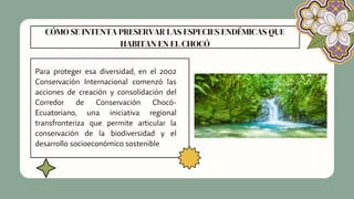 CÓMO SE INTENTA PRESERVAR LAS ESPECIES ENDÉMICAS QUE
HABITAN EN EL CHOCÓ
Para proteger esa diversidad, en el 2002
Conservación Internacional comenzó las
acciones de creación y consolidación del
Corredor de Conservación Chocó-
Ecuatoriano, una iniciativa regional
transfronteriza que permite articular la
conservación de la biodiversidad y el
desarrollo socioeconómico sostenible
 