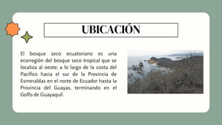 UBICACIÓN
El bosque seco ecuatoriano es una
ecorregión del bosque seco tropical que se
localiza al oeste; a lo largo de la costa del
Pacífico hacia el sur de la Provincia de
Esmeraldas en el norte de Ecuador hasta la
Provincia del Guayas, terminando en el
Golfo de Guayaquil.
 