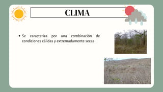 Se caracteriza por una combinación de
condiciones cálidas y extremadamente secas
CLIMA
 