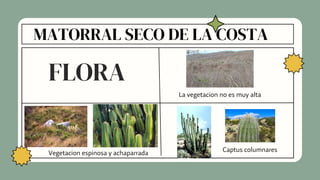 MATORRAL SECO DE LA COSTA
FLORA
Vegetacion espinosa y achaparrada Captus columnares
La vegetacion no es muy alta
 