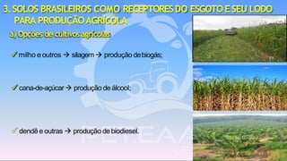 a) Opções de cultivosagrícolas
✓ milho e outros → silagem→ produção debiogás;
✓ cana-de-açúcar→ produção de álcool;
✓ dendê e outras → produção debiodiesel.
3.SOLOS BRASILEIROS COMO RECEPTORESDO ESGOTO ESEU LODO
PARA PRODUÇÃOAGRÍCOLA
 