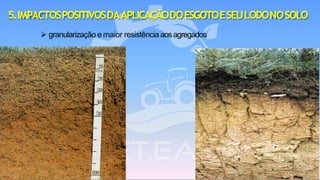 ➢ granularização e maior resistência aosagregados
5.IMPACTOSPOSITIVOSDAAPLICAÇÃODOESGOTOESEULODONOSOLO
 