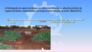 ❖Fertirrigação do capim-mombaçacom diferentes lâminas de efluente primário de
esgoto doméstico,estabelecidascom basena doseaplicada de sódio” SILVA(2010)
→ aplicação de efluente primário de esgoto sanitário nas taxas de 0a 300kgha-1
deNa 6000m3 ha-1 ou 600mm
 