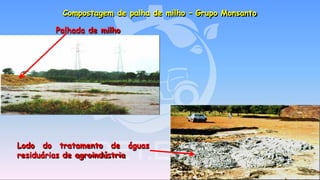 Compostagem de palha de milho – Grupo Monsanto
Palhada de milho
águasLodo do tratamento de
residuárias de agroindústria
 