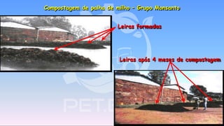 Leiras formadas
Leiras após 4 meses de compostagem
Compostagem de palha de milho – Grupo Monsanto
 