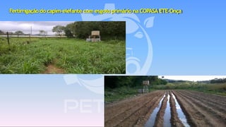 Fertirrigação do capim-elefante com esgotoprimário na COPASA ETE-Onça
 