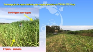 Fertirrigação do capim-elefante com esgoto primário na COPASA ETE-Onça
Fertirrigado comesgoto
Irrigado +adubado
 