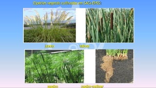 Espécies vegetais cultivadas emSACs-EHSS:
junco taboa
papiro capim-vetiver
 