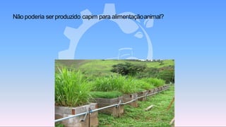 Não poderia ser produzido capim para alimentaçãoanimal?
 