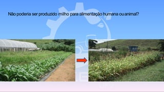 Não poderia ser produzido milho para alimentação humana ouanimal?
 