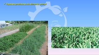 ✓ Espéciesprodutoras de alimento animal
 