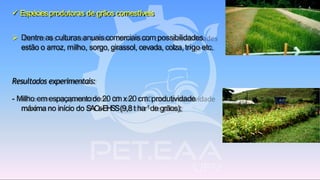 ➢ Dentre as culturas anuais comerciais com possibilidades
estão o arroz, milho, sorgo,girassol, cevada, colza,trigo etc.
✓ Espéciesprodutoras de grãos comestíveis
Resultados experimentais:
- Milho em espaçamentode 20cmx20cm: produtividade
máximano início do SACs-EHSS(9,8t ha-1de grãos);
 