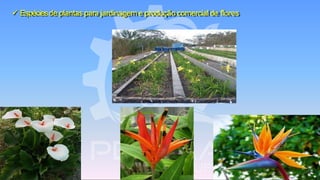 ✓ Espéciesde plantas para jardinagem e produção comercial de flores
 