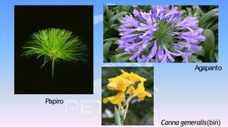 Papiro
Agapanto
Canna generalis(biri)
 