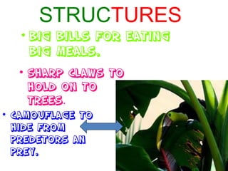 STRUCTURES
   • BIG BILLS FOR EATING
     BIG MEALS.
  • SHARP CLAWS TO
    HOLD ON TO
    TREES.
• CAMOUFLAGE TO
  HIDE FROM
  PREDETORS AN
  PREY.
 