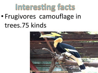 • Frugivores camouflage in
  trees.75 kinds
 