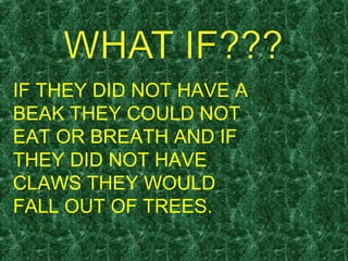IF THEY DID NOT HAVE A
BEAK THEY COULD NOT
EAT OR BREATH AND IF
THEY DID NOT HAVE
CLAWS THEY WOULD
FALL OUT OF TREES.
 