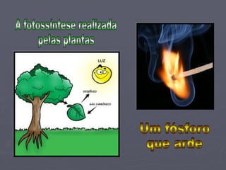 A fotossíntese realizada  pelas plantas Um fósforo  que arde 