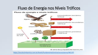 Fluxo de Energia nos Níveis Tróficos
https://escola.britannica.com.br/levels/fundamental/article/ecossistema/481197
 