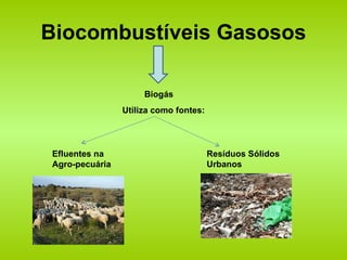 Biocombustíveis Gasosos Biogás Utiliza como fontes: Efluentes na Agro-pecuária Resíduos Sólidos Urbanos 