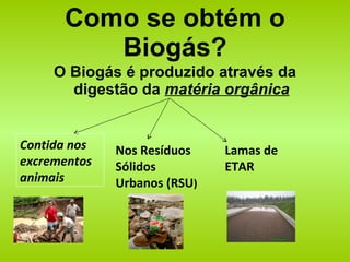 Como se obtém o Biogás? O Biogás é produzido através da digestão da  matéria orgânica Contida nos excrementos animais Nos Resíduos Sólidos Urbanos (RSU ) Lamas de ETAR 