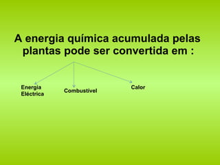 A energia química acumulada pelas plantas pode ser convertida em : Energia Eléctrica Combustível  Calor 