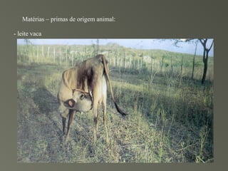 Matérias – primas de origem animal:

- leite vaca
 