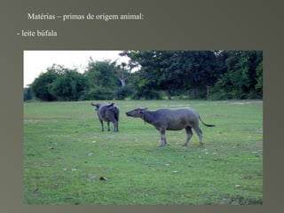 Matérias – primas de origem animal:

- leite búfala
 