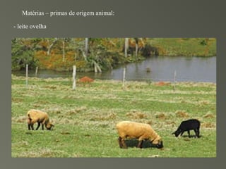 Matérias – primas de origem animal:

- leite ovelha
 