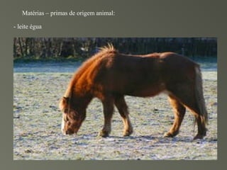Matérias – primas de origem animal:

- leite égua
 
